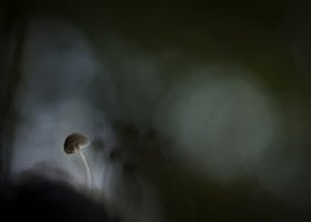 A lone mushroom in soft focus, emerging from a dark, moody forest setting.
